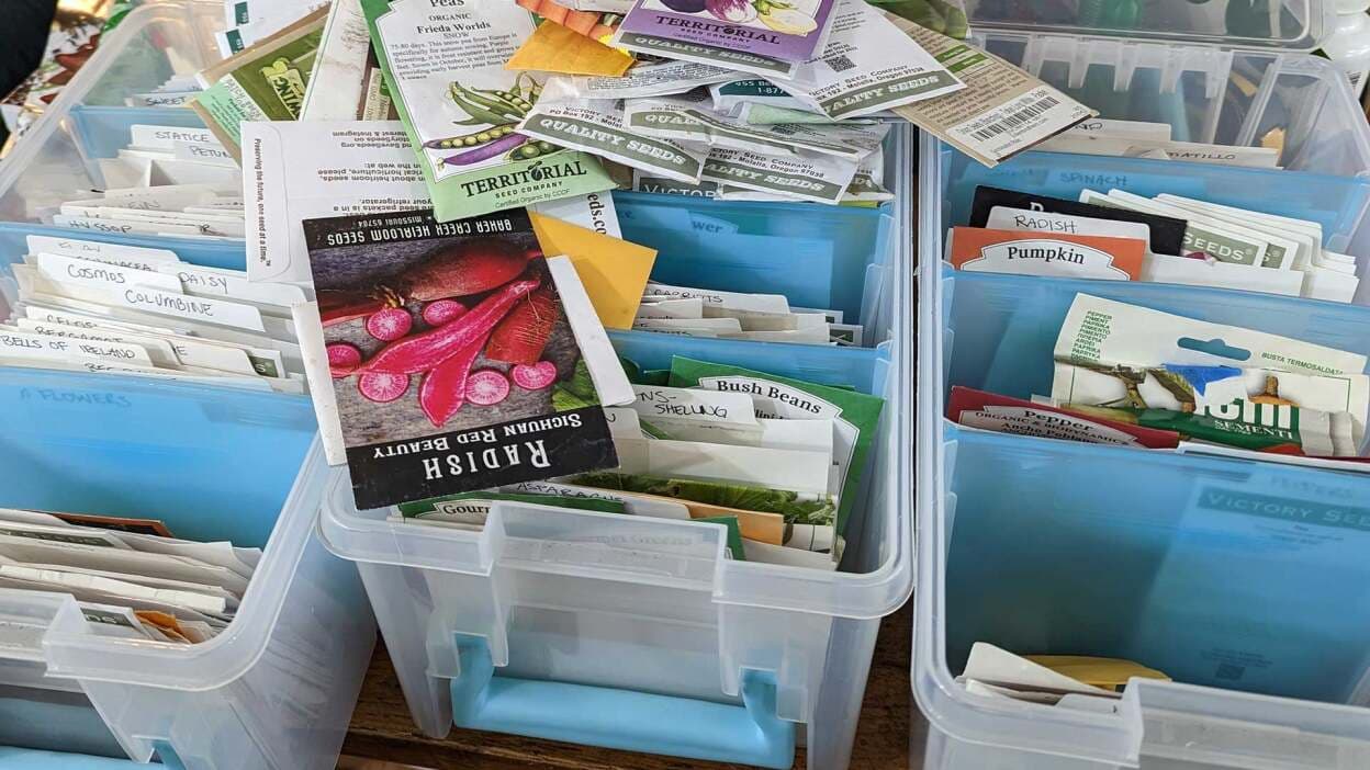 sementes organizadas