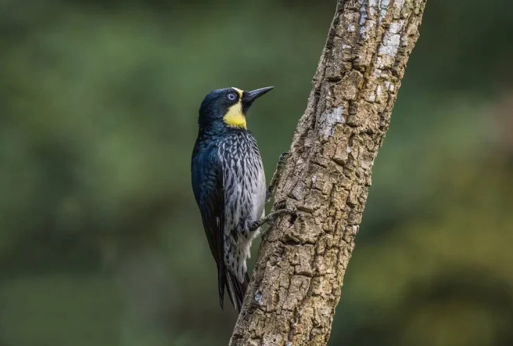 6 destinos para explorar a fauna e flora brasileiras