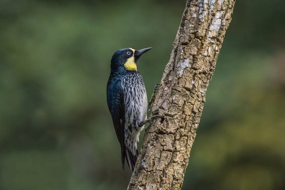 6 destinos para explorar a fauna e flora brasileiras